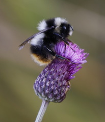 Bombus cullumanus