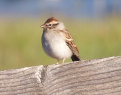 Spizella passerina passerina