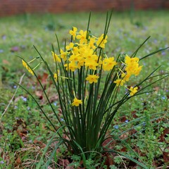 Narcissus jonquilla