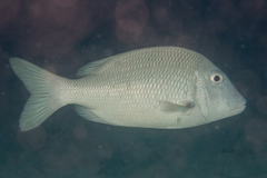 Lethrinus atkinsoni