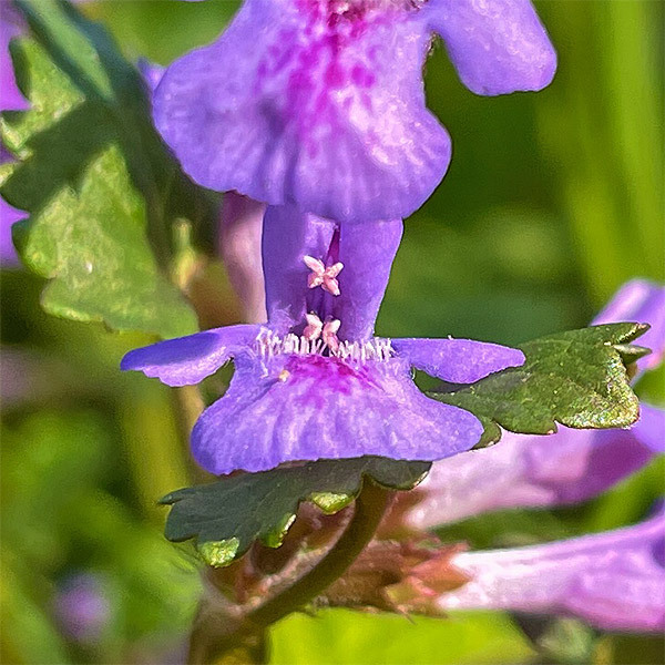 Glechoma hederacea
