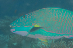 Cetoscarus ocellatus