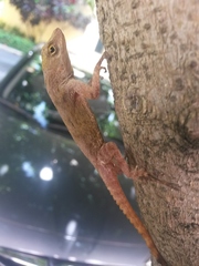 Anolis