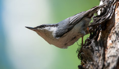 Sitta europaea baicalensis