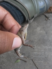 Anolis ignigularis