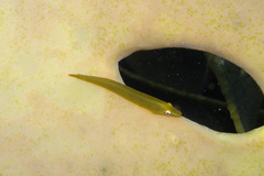 Parvicrepis parvipinnis