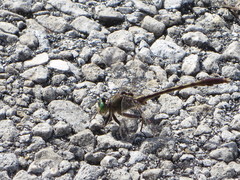Arigomphus pallidus