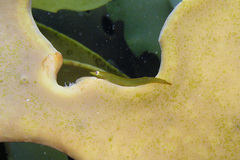 Parvicrepis parvipinnis
