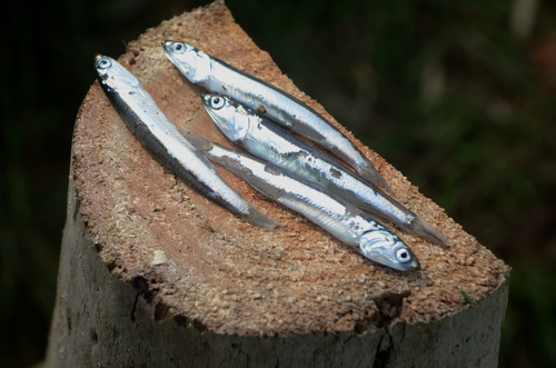 Japanese anchovy (Engraulis japonicus) — Engraulidae