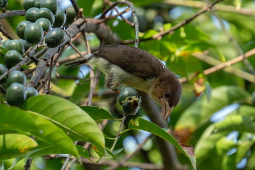 Sooty Barbet