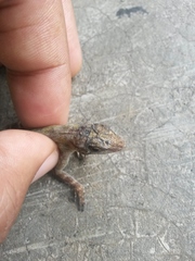 Anolis ignigularis