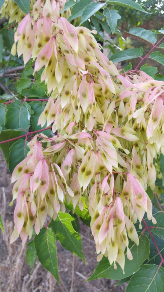 Ailanthus altissima