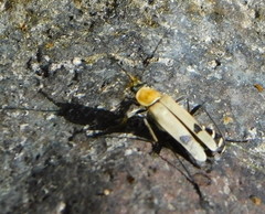 Chauliognathus misellus