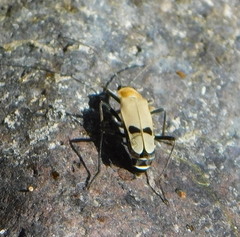 Chauliognathus misellus