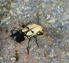 Chauliognathus misellus