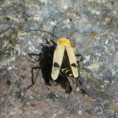 Chauliognathus misellus
