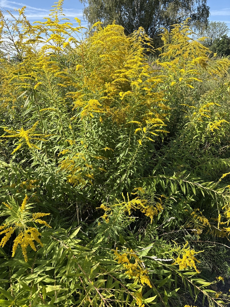 Solidago canadensis