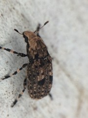 Euparius marmoreus