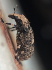 Euparius marmoreus