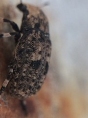 Euparius marmoreus