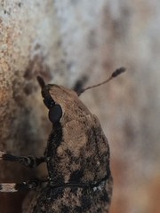 Euparius marmoreus