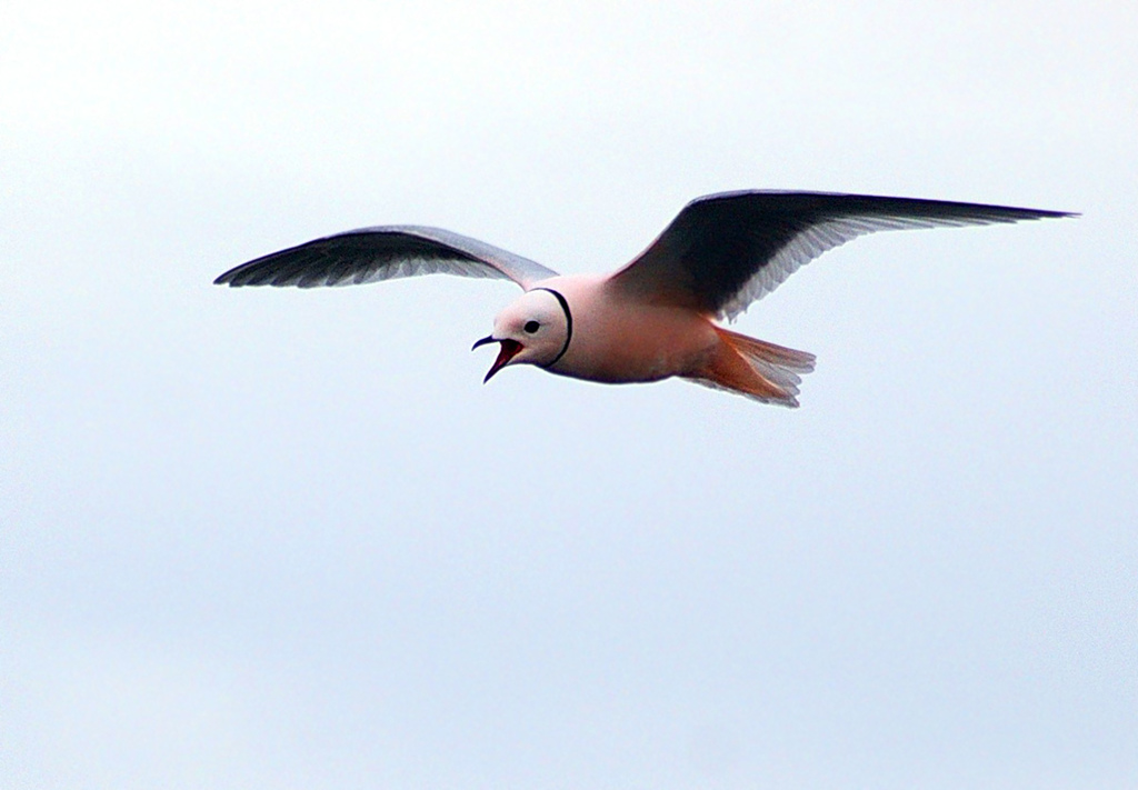 Ross's Gull