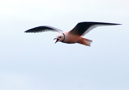 Ross’s Gull｜罗斯鸥 参考照片
