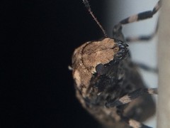 Euparius marmoreus