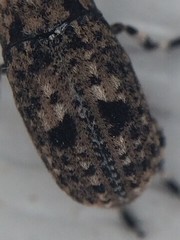 Euparius marmoreus