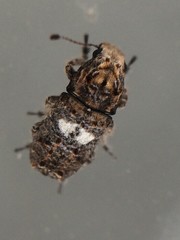 Toxonotus cornutus