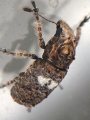 Toxonotus cornutus