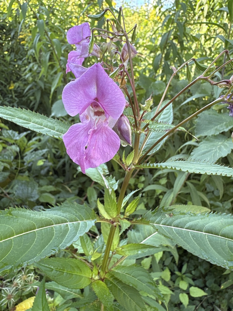 Impatiens glandulifera