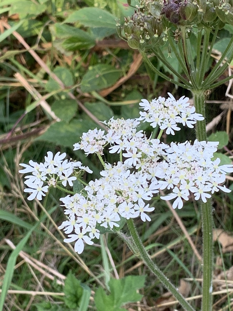 Heracleum sphondylium