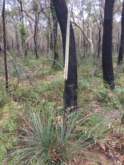 Xanthorrhoea concava