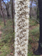 Xanthorrhoea concava