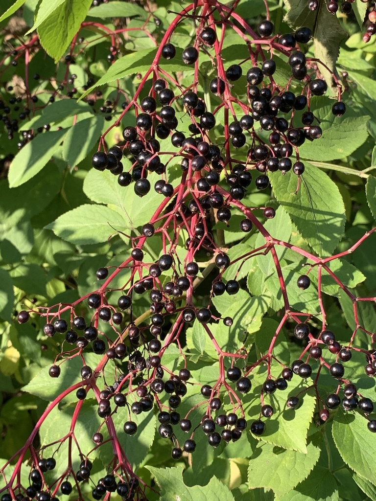Sambucus nigra