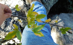 Bursera lancifolia