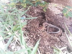 Pholidoscelis chrysolaemus