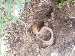 Pholidoscelis chrysolaemus