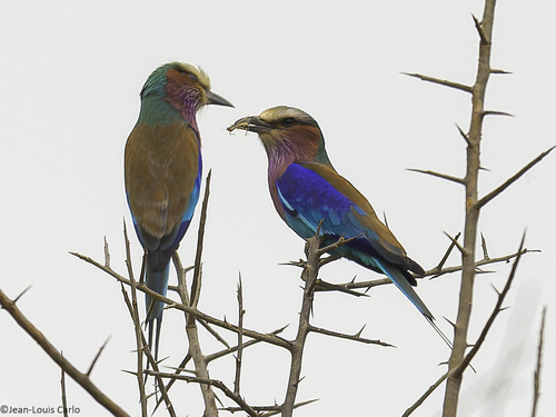 Lilac-breasted Roller