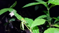 Cochranella granulosa