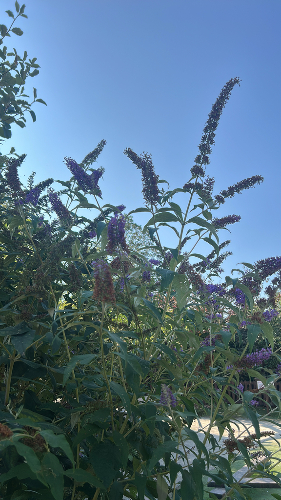 Buddleja