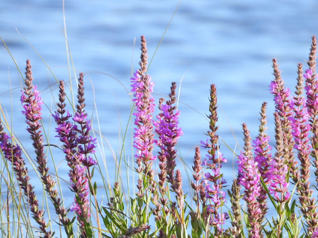 Lythrum salicaria