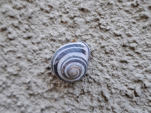 Cepaea nemoralis