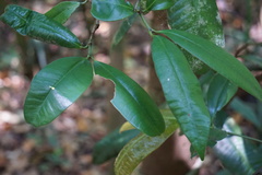 Garcinia warrenii