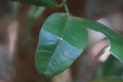 Garcinia warrenii