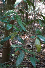 Garcinia warrenii