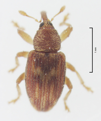 Peristoreus fulvus