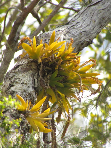 Yellow-flowered King (Oberonia complanata)