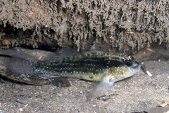 Asterropteryx semipunctata